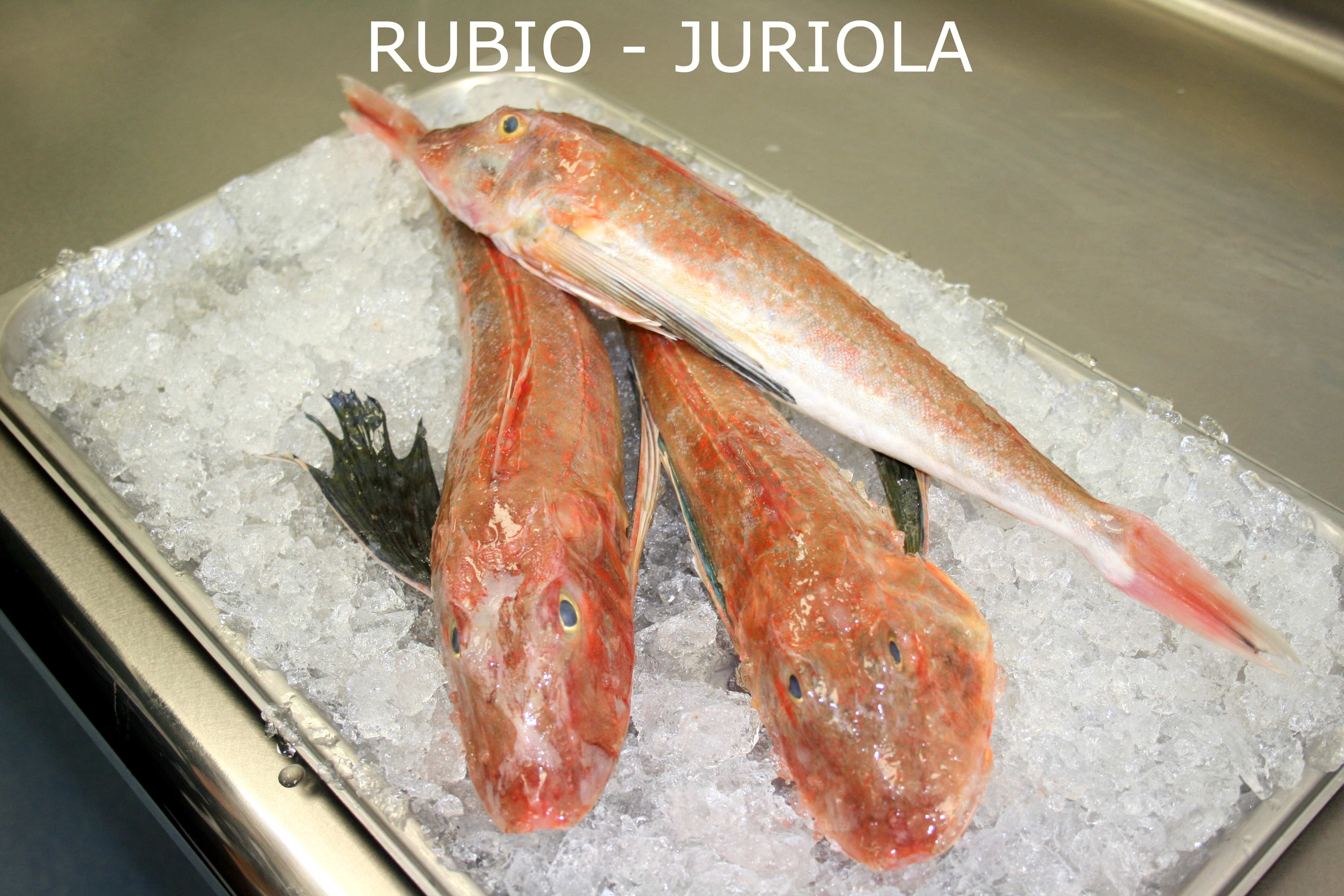 Rubio - Juriola